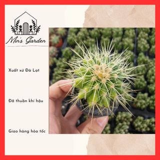 Xương rồng kim hổ gai dài size nhỏ 🔥FREE SHIP🔥 Xuất xứ Đà Lạt, đã thuần khí hậu