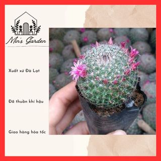 Xương rồng bánh sinh nhật nhỏ 🔥FREE SHIP🔥 Xuất xứ Đà Lạt, đã thuần khí hậu