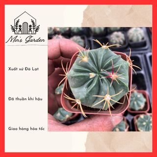 Xương rồng lưỡi quỷ đỏ 🔥FREE SHIP🔥 Xuất xứ Đà Lạt, đã thuần khí hậu