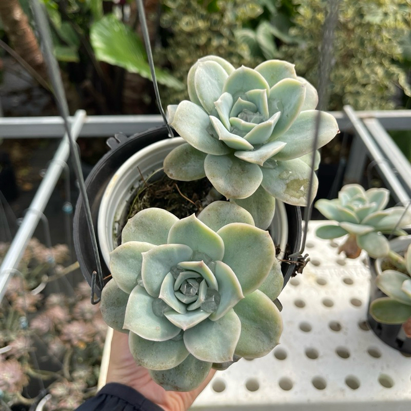 Chậu sen đá: Sen đá Hoa Hồng Hà Lan  - Cây tại vườn nhà, rễ khoẻ và đẹp