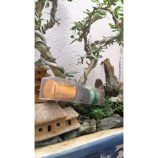 Dầu Lăn Thảo Dược - Ginseng Thái Lan