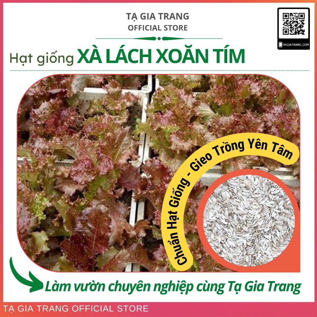 Hạt giống xà lách tím (xà lách xoăn tím - xà lách Lollo Rossa)