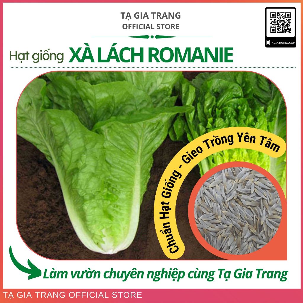 Hạt giống rau xà lách Romaine - Shop hạt giống Tạ Gia Trang