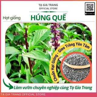 Hạt giống rau húng quế (húng chó) chất lượng cao - Shop hạt giống Tạ Gia Trang