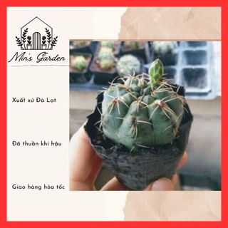 Xương rồng thần long 🔥FREE SHIP🔥 Xuất xứ Đà Lạt, đã thuần khí hậu
