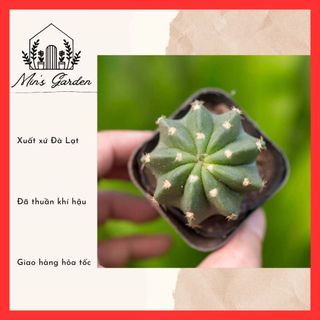 Xương rồng Echino  🔥FREE SHIP🔥 Xuất xứ Đà Lạt, đã thuần khí hậu