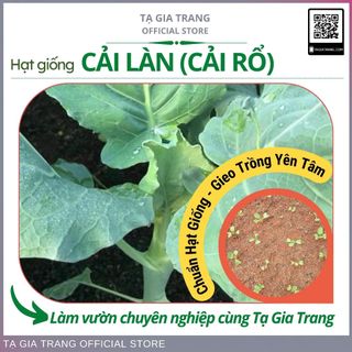 Hạt giống rau cải rổ (cải làn)