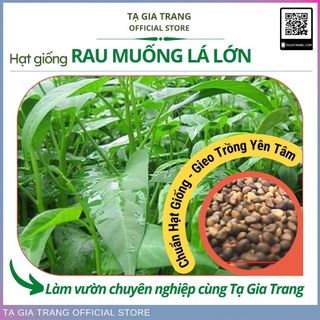 Hạt giống rau muống lá to (lá lớn)