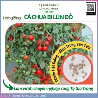Hạt giống cà chua bi lùn đỏ (cà chua bonsai)
