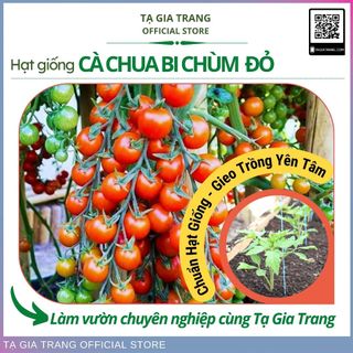 Hạt giống cà chua bi chùm đỏ, cà chua cherry đỏ (cà chua chuỗi ngọc đỏ) siêu trái - Shop hạt giống Tạ Gia Trang