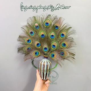 Lông công phong thủy Q Decor, dài 20-30cm, mắt đẹp, không rách, đã tuyển chọn