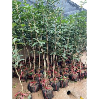 Cây mộc hương ta cao 1m2 đên 1m5