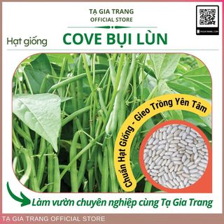Hạt giống cove bụi lùn (bụi nhật), sinh trưởng khỏe