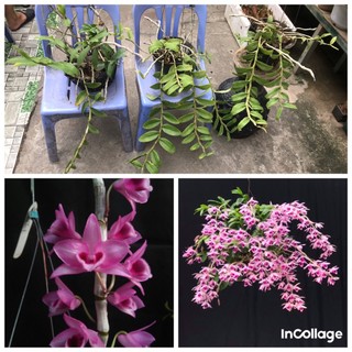 Combo 3 giò hoa lan phi điệp tím thuần chậu tổng 32 ngọn