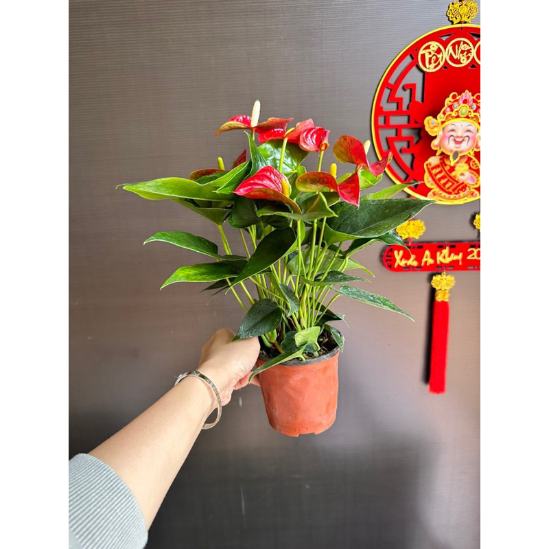 cây hồng môn đỏ để bàn