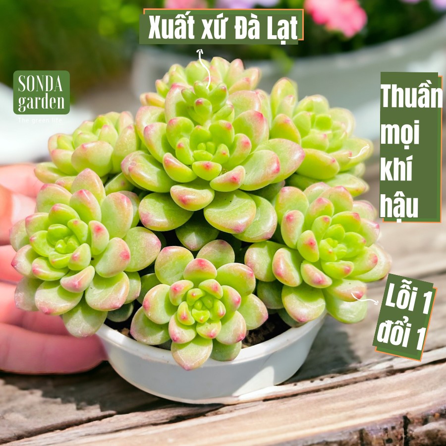 Sen đá sỏi thiên thanh SONDA GARDEN size trung bình 10 cm , cây cảnh trang trí nhà cửa, lỗi 1 đổi 1