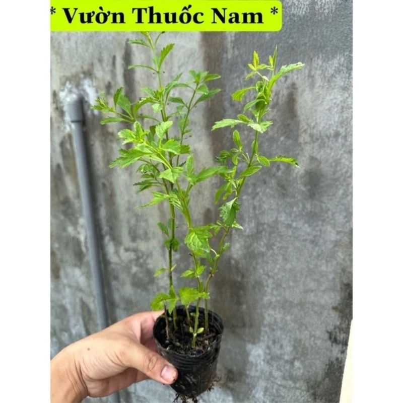cây giống cam thảo đất(dược liệu).