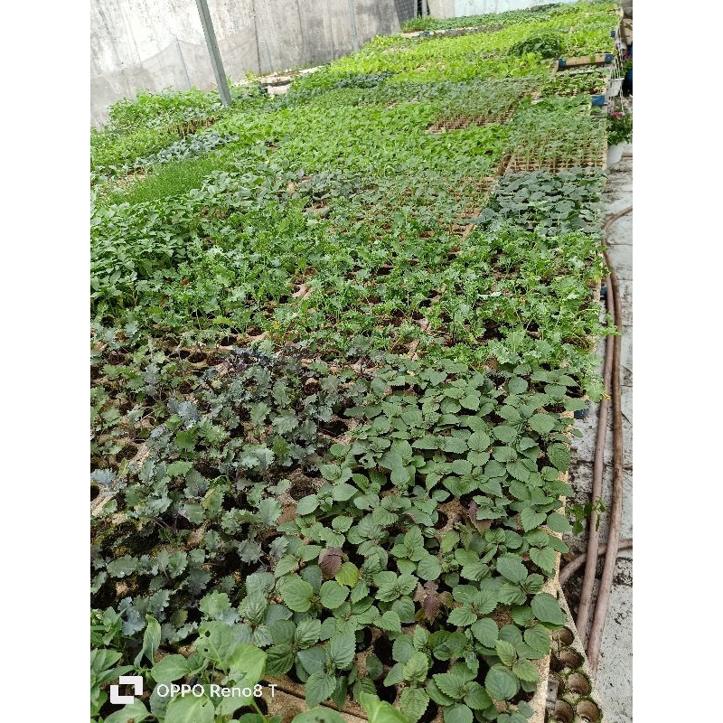 Combo cây giống đơn lẻ, vui lòng xem phần mô tả.