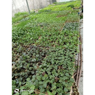 Combo cây giống đơn lẻ, vui lòng xem phần mô tả.