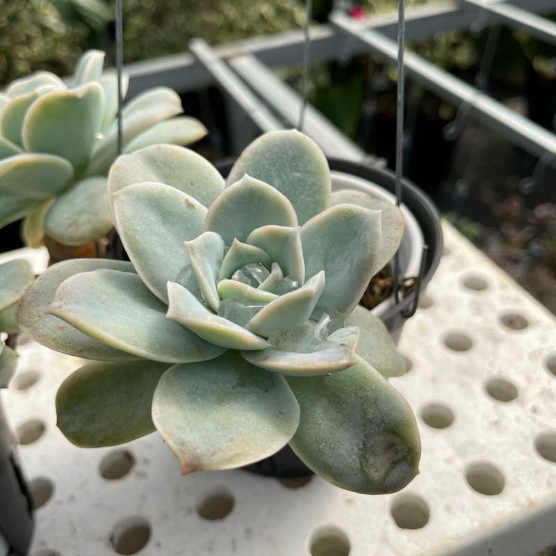 Chậu sen đá: Sen đá Hoa Hồng Hà Lan  - Cây tại vườn nhà, rễ khoẻ và đẹp