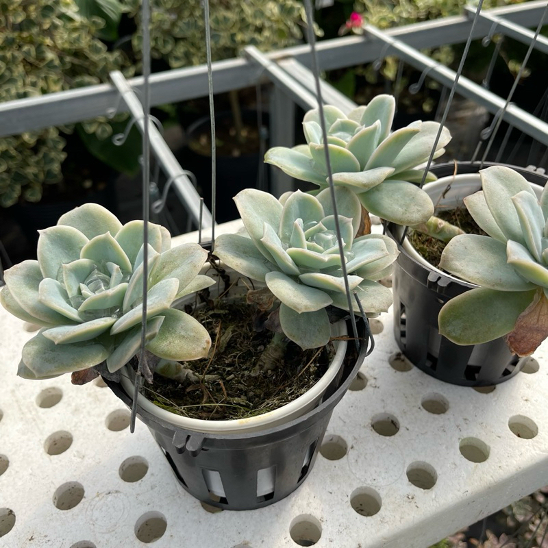 Chậu sen đá: Sen đá Hoa Hồng Hà Lan  - Cây tại vườn nhà, rễ khoẻ và đẹp