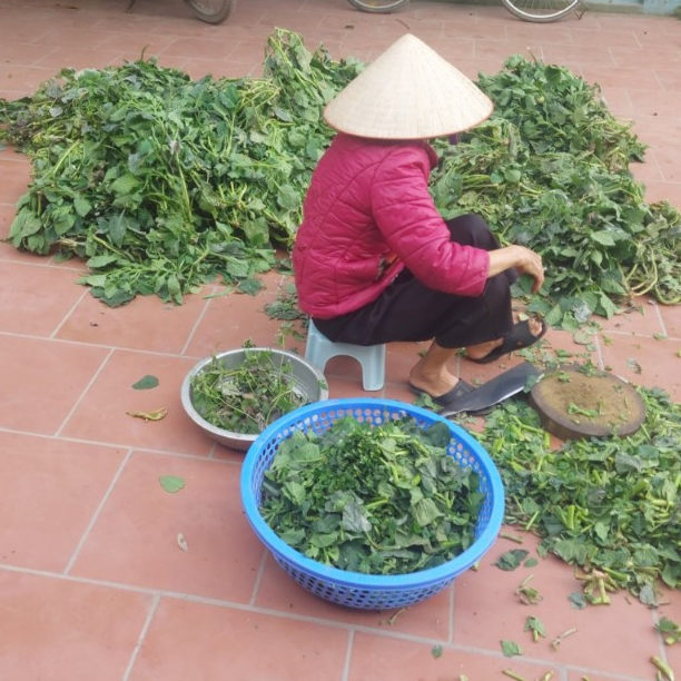 Cây vòi voi khô phơi tay thơm ngon - hỗ trợ ung thư, viêm da cơ địa