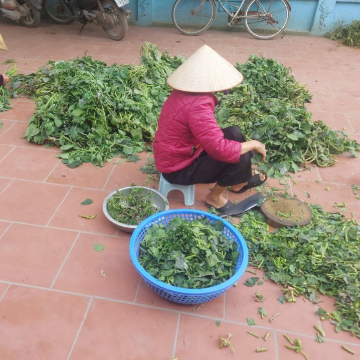 Cây vòi voi khô, mọc tự nhiên, phơi tay thơm ngon