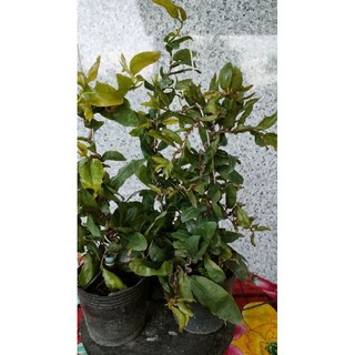 Cây mai giống tự quắn ( mai xoắn)