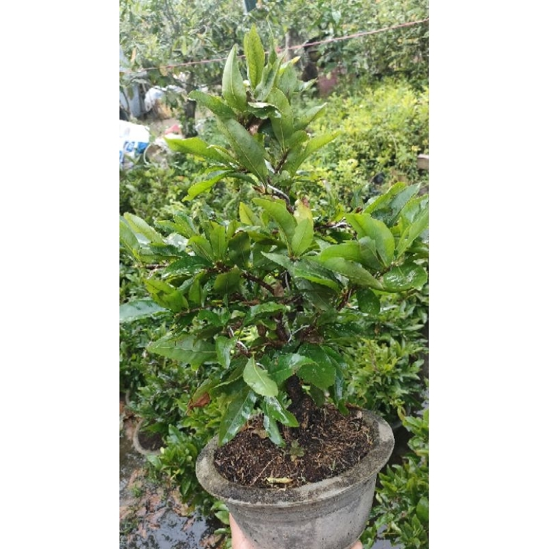 Mai giảo siêu nụ chơi tết 2024 ( cao 40-50cm )
