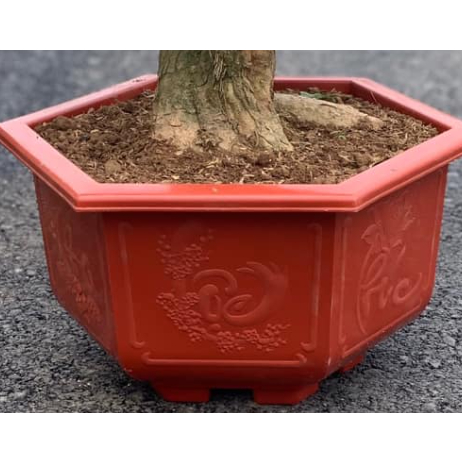 Chậu trồng cây, trồng hoa (34x17cm), nhựa cứng hình lục giác trồng cây bonsai