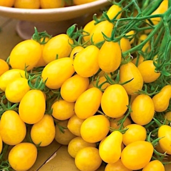 Hạt giống cà chua cherry vàng_ Nảy 93%