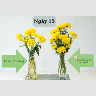 Nước dưỡng hoa HANA 10ml (Pha cho 0.5 lít nước)