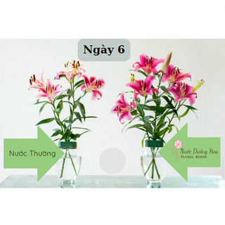 Nước dưỡng hoa HANA 10ml (Pha cho 0.5 lít nước)