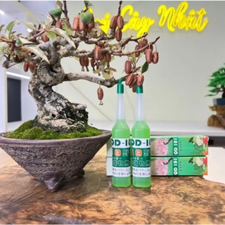 [ Mua 3 tặng 1 ] QD-101  Bổ sung dinh dưỡng cho cây - kích thích ra hoa, trái