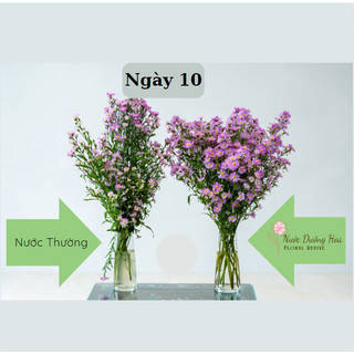 Nước dưỡng hoa HANA 10ml (Pha cho 0.5 lít nước)