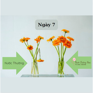 Nước dưỡng hoa HANA 10ml (Pha cho 0.5 lít nước)