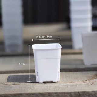 Chậu nhựa trắng 4x5 cm trồng cono lithops sen đá cây mọng nước
