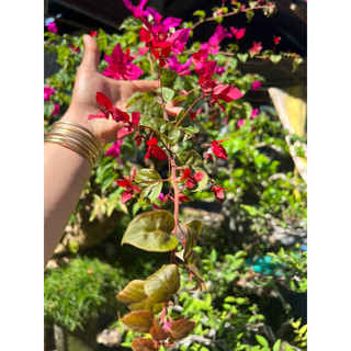Hoa giấy đỏ nhung - phụng hoàng lửa ghép hom 50-60cm