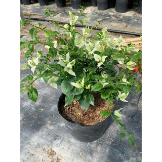 HOA GIẤY TRẮNG LỬA GHÉP HOM 60Cm