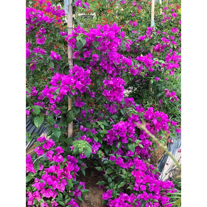 HOA GIẤY TÍM PHÁP GHÉP HOM 60cm