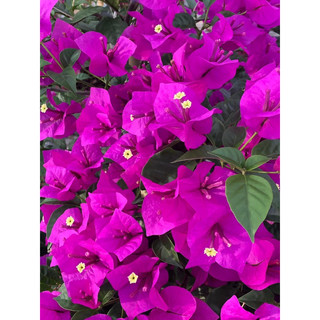 HOA GIẤY TÍM PHÁP GHÉP HOM 60cm