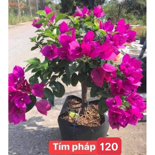 HOA GIẤY TÍM PHÁP GHÉP HOM 60cm