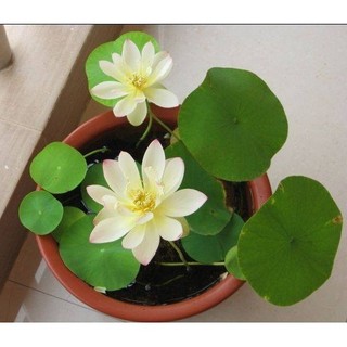 10 Hạt Giống Hoa Sen Nhật Mini Đủ Màu (đã cắt đầu)