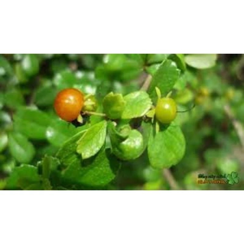 Cây bùm sụm khô