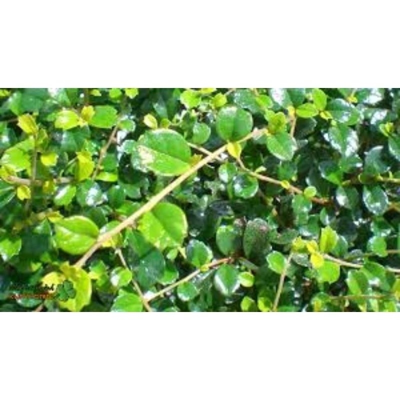 Cây bùm sụm khô