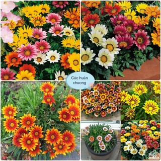 Hạt Giống Hoa Cúc Huân Chương