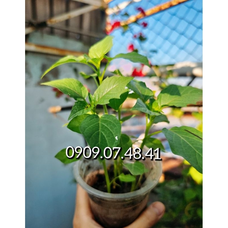 TẦM BÓP, THÙ LÙ, BÔM BỐP cây giống cao khoảng 15cm