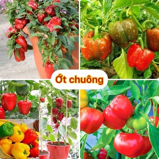 Hạt giống ớt chuông-ớt ngọt