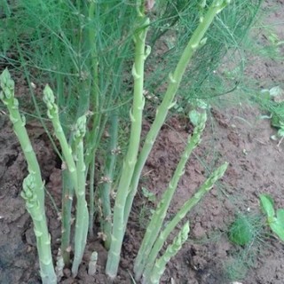 Hạt giống măng tây