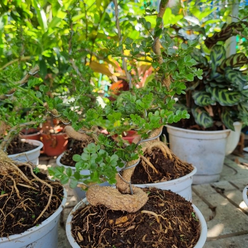 Cây Cần Thăng bonsai mang ý nghĩa không ngừng nỗ lực, vượt qua mọi khó khăn và vươn tới thành công sen đá